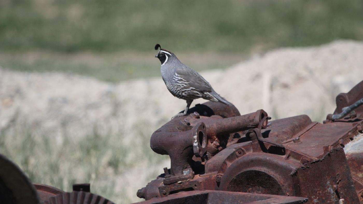 Owens Valley History